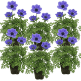 Set of 3 or 6 Garden Ready Plants – Anemone ‘Harmony Blue’, Ready to Plant in Your Garden - Frankton's