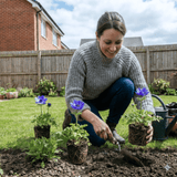 Set of 3 or 6 Garden Ready Plants – Anemone ‘Harmony Blue’, Ready to Plant in Your Garden - Frankton's
