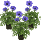 Set of 3 or 6 Garden Ready Plants – Anemone ‘Harmony Blue’, Ready to Plant in Your Garden - Frankton's