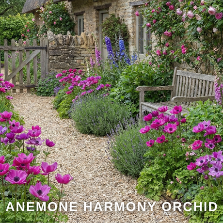 Set of 3 or 6 Garden Ready Plants – Anemone ‘Harmony Orchid’, Ready to Plant in Your Garden - Frankton's