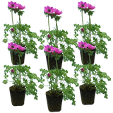 Set of 3 or 6 Garden Ready Plants – Anemone ‘Harmony Orchid’, Ready to Plant in Your Garden - Frankton's