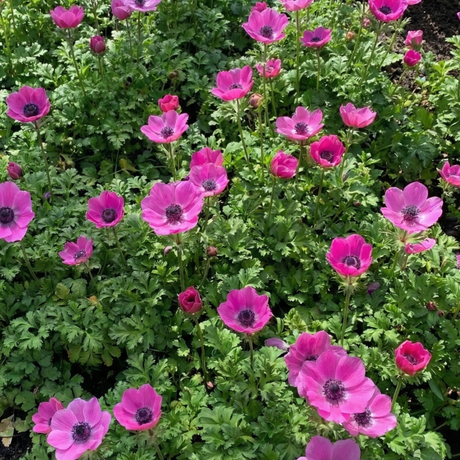 Set of 3 or 6 Garden Ready Plants – Anemone ‘Harmony Orchid’, Ready to Plant in Your Garden - Frankton's