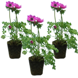 Set of 3 or 6 Garden Ready Plants – Anemone ‘Harmony Orchid’, Ready to Plant in Your Garden - Frankton's