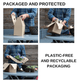 Set of 3 or 6 Garden Ready Plants – Anemone ‘Harmony Orchid’, Ready to Plant in Your Garden - Frankton's