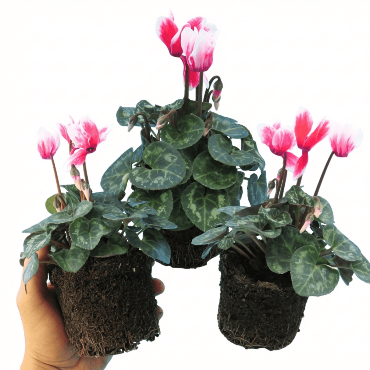 Set of 3 or 6 Garden Ready Plants – Calceolaria Calynopsis ‘Pink Bicolour’, Ready to Plant - Frankton's