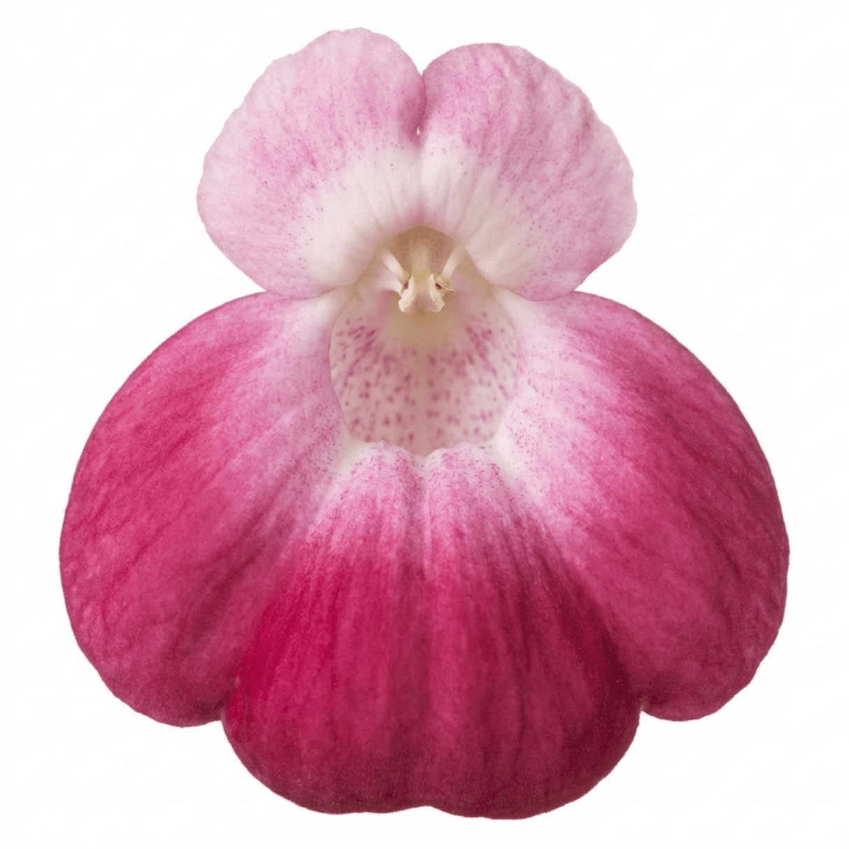 Set of 3 or 6 Garden Ready Plants – Calceolaria Calynopsis ‘Pink Bicolour’, Ready to Plant - Frankton's