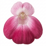 Set of 3 or 6 Garden Ready Plants – Calceolaria Calynopsis ‘Pink Bicolour’, Ready to Plant - Frankton's