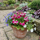 Set of 3 or 6 Garden Ready Plants – Calceolaria Calynopsis ‘Pink Bicolour’, Ready to Plant - Frankton's
