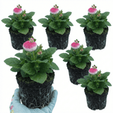 Set of 3 or 6 Garden Ready Plants – Calceolaria Calynopsis ‘Pink Bicolour’, Ready to Plant - Frankton's