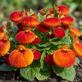 Set of 3 or 6 Garden Ready Plants – Calceolaria Calynopsis ‘Red Orange Bicolour’, Ready to Plant - Frankton's