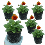 Set of 3 or 6 Garden Ready Plants – Calceolaria Calynopsis ‘Red Orange Bicolour’, Ready to Plant - Frankton's