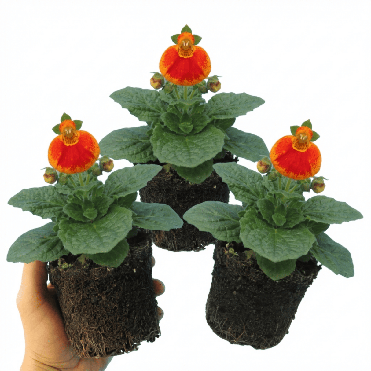 Set of 3 or 6 Garden Ready Plants – Calceolaria Calynopsis ‘Red Orange Bicolour’, Ready to Plant - Frankton's