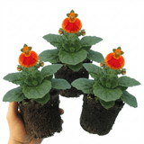 Set of 3 or 6 Garden Ready Plants – Calceolaria Calynopsis ‘Red Orange Bicolour’, Ready to Plant - Frankton's
