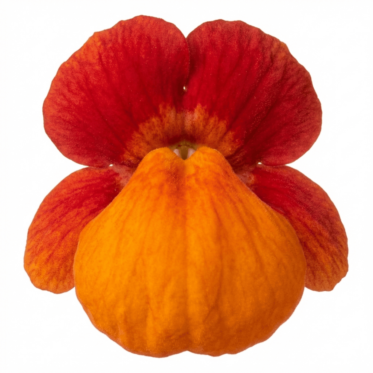 Set of 3 or 6 Garden Ready Plants – Calceolaria Calynopsis ‘Red Orange Bicolour’, Ready to Plant - Frankton's