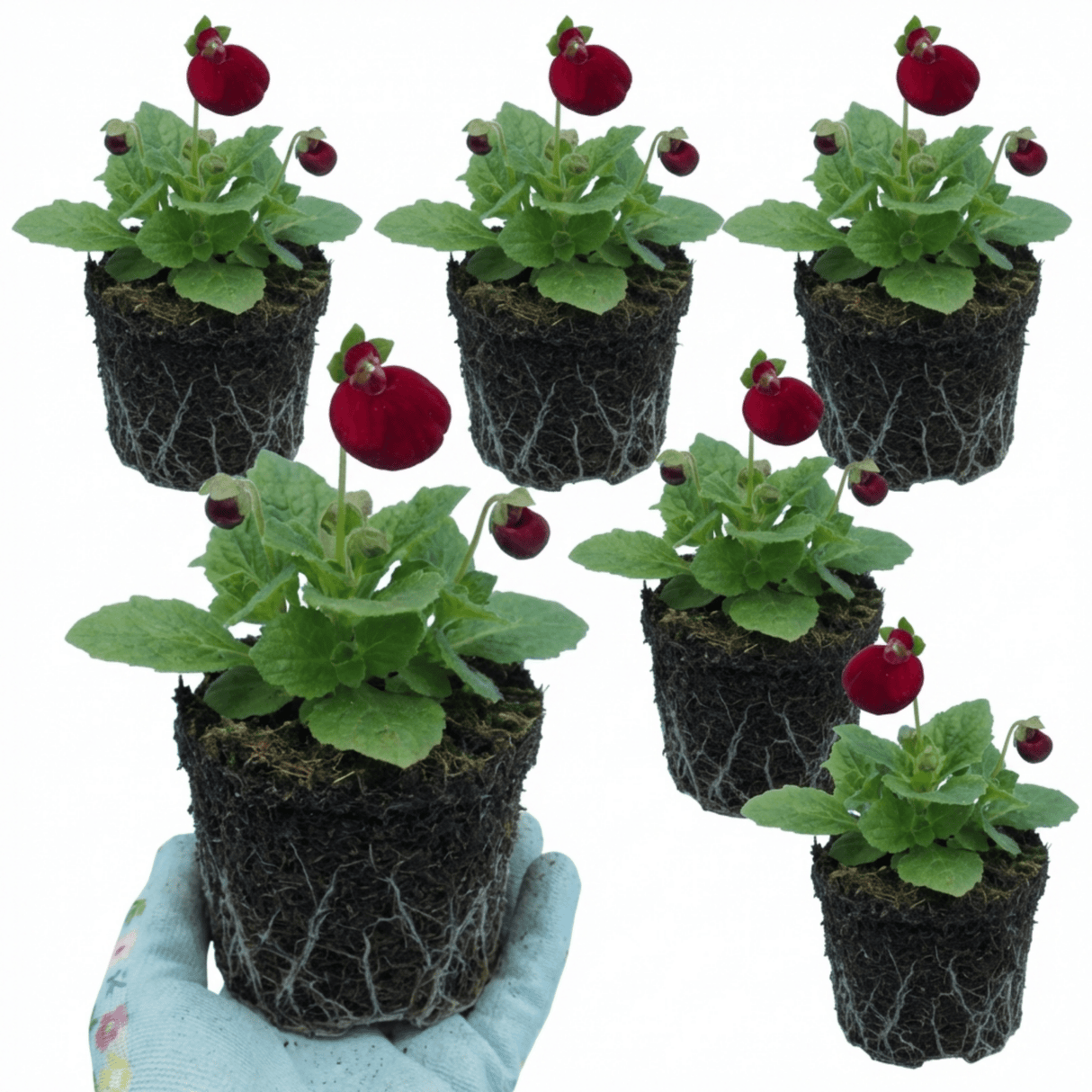 Set of 3 or 6 Garden Ready Plants – Calceolaria Calynopsis ‘Ruby’, Ready to Plant - Frankton's