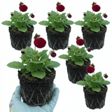 Set of 3 or 6 Garden Ready Plants – Calceolaria Calynopsis ‘Ruby’, Ready to Plant - Frankton's