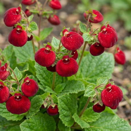 Set of 3 or 6 Garden Ready Plants – Calceolaria Calynopsis ‘Ruby’, Ready to Plant - Frankton's