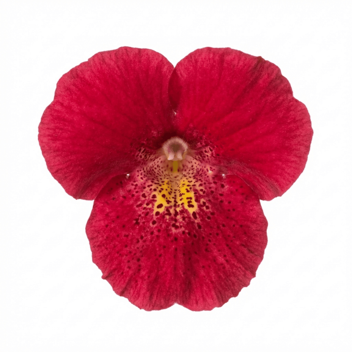 Set of 3 or 6 Garden Ready Plants – Calceolaria Calynopsis ‘Ruby’, Ready to Plant - Frankton's