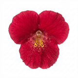 Set of 3 or 6 Garden Ready Plants – Calceolaria Calynopsis ‘Ruby’, Ready to Plant - Frankton's