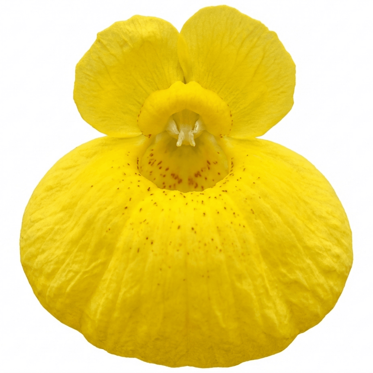 Set of 3 or 6 Garden Ready Plants – Calceolaria Calynopsis ‘Yellow’, Ready to Plant - Frankton's