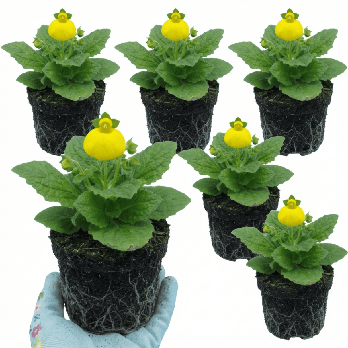 Set of 3 or 6 Garden Ready Plants – Calceolaria Calynopsis ‘Yellow’, Ready to Plant - Frankton's