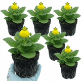 Set of 3 or 6 Garden Ready Plants – Calceolaria Calynopsis ‘Yellow’, Ready to Plant - Frankton's