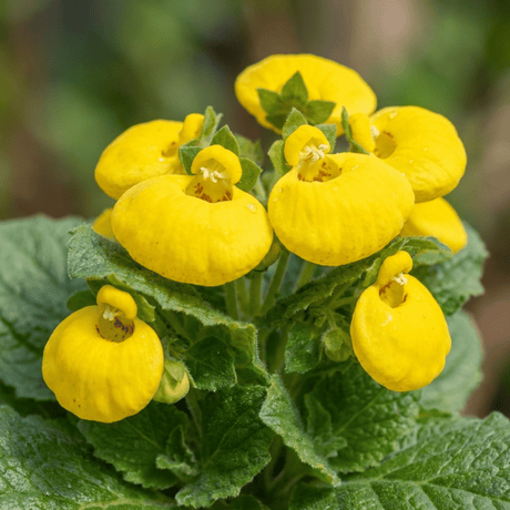 Set of 3 or 6 Garden Ready Plants – Calceolaria Calynopsis ‘Yellow’, Ready to Plant - Frankton's