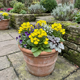 Set of 3 or 6 Garden Ready Plants – Calceolaria Calynopsis ‘Yellow’, Ready to Plant - Frankton's