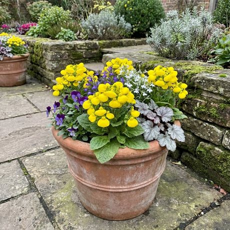 Set of 3 or 6 Garden Ready Plants – Calceolaria Calynopsis ‘Yellow’, Ready to Plant - Frankton's