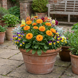 Set of 3 or 6 Garden Ready Plants – Calendula ‘Fiesta Orange’, Ready to Plant - Frankton's