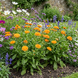 Set of 3 or 6 Garden Ready Plants – Calendula ‘Fiesta Orange’, Ready to Plant - Frankton's