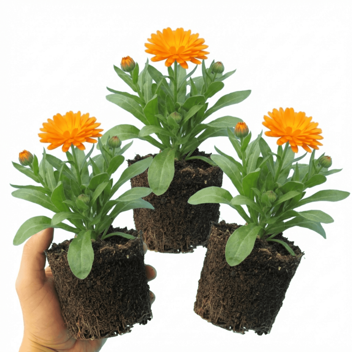 Set of 3 or 6 Garden Ready Plants – Calendula ‘Fiesta Orange’, Ready to Plant - Frankton's