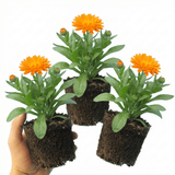 Set of 3 or 6 Garden Ready Plants – Calendula ‘Fiesta Orange’, Ready to Plant - Frankton's