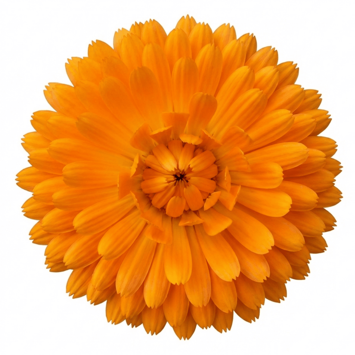 Set of 3 or 6 Garden Ready Plants – Calendula ‘Fiesta Orange’, Ready to Plant - Frankton's