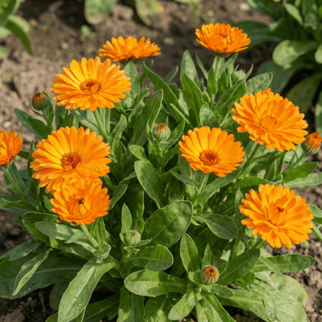 Set of 3 or 6 Garden Ready Plants – Calendula ‘Fiesta Orange’, Ready to Plant - Frankton's