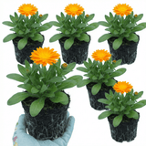 Set of 3 or 6 Garden Ready Plants – Calendula ‘Fiesta Orange’, Ready to Plant - Frankton's