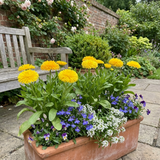 Set of 3 or 6 Garden Ready Plants – Calendula ‘Fiesta Yellow’, Ready to Plant - Frankton's