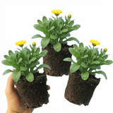 Set of 3 or 6 Garden Ready Plants – Calendula ‘Fiesta Yellow’, Ready to Plant - Frankton's