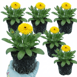 Set of 3 or 6 Garden Ready Plants – Calendula ‘Fiesta Yellow’, Ready to Plant - Frankton's