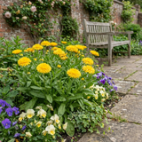 Set of 3 or 6 Garden Ready Plants – Calendula ‘Fiesta Yellow’, Ready to Plant - Frankton's
