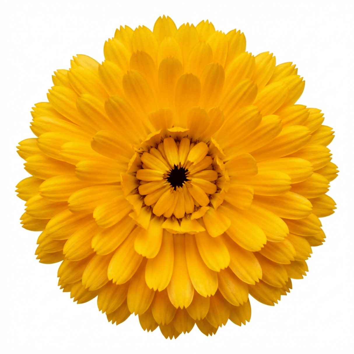 Set of 3 or 6 Garden Ready Plants – Calendula ‘Fiesta Yellow’, Ready to Plant - Frankton's