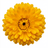 Set of 3 or 6 Garden Ready Plants – Calendula ‘Fiesta Yellow’, Ready to Plant - Frankton's