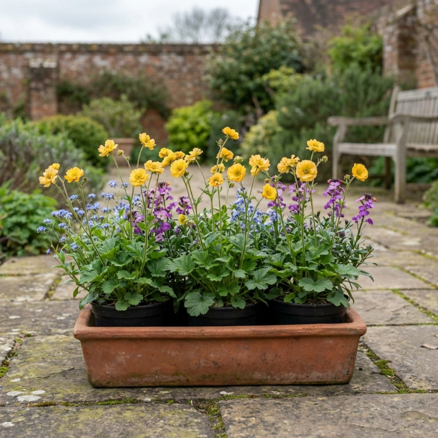 Set of 3 or 6 Geum Lady Stratheden Hardy Perennial Plants, Yellow Summer Flowering, Bee Friendly Cottage Garden Plants, Outdoor Garden Ready, 1 Litre Root-Ball - Frankton's