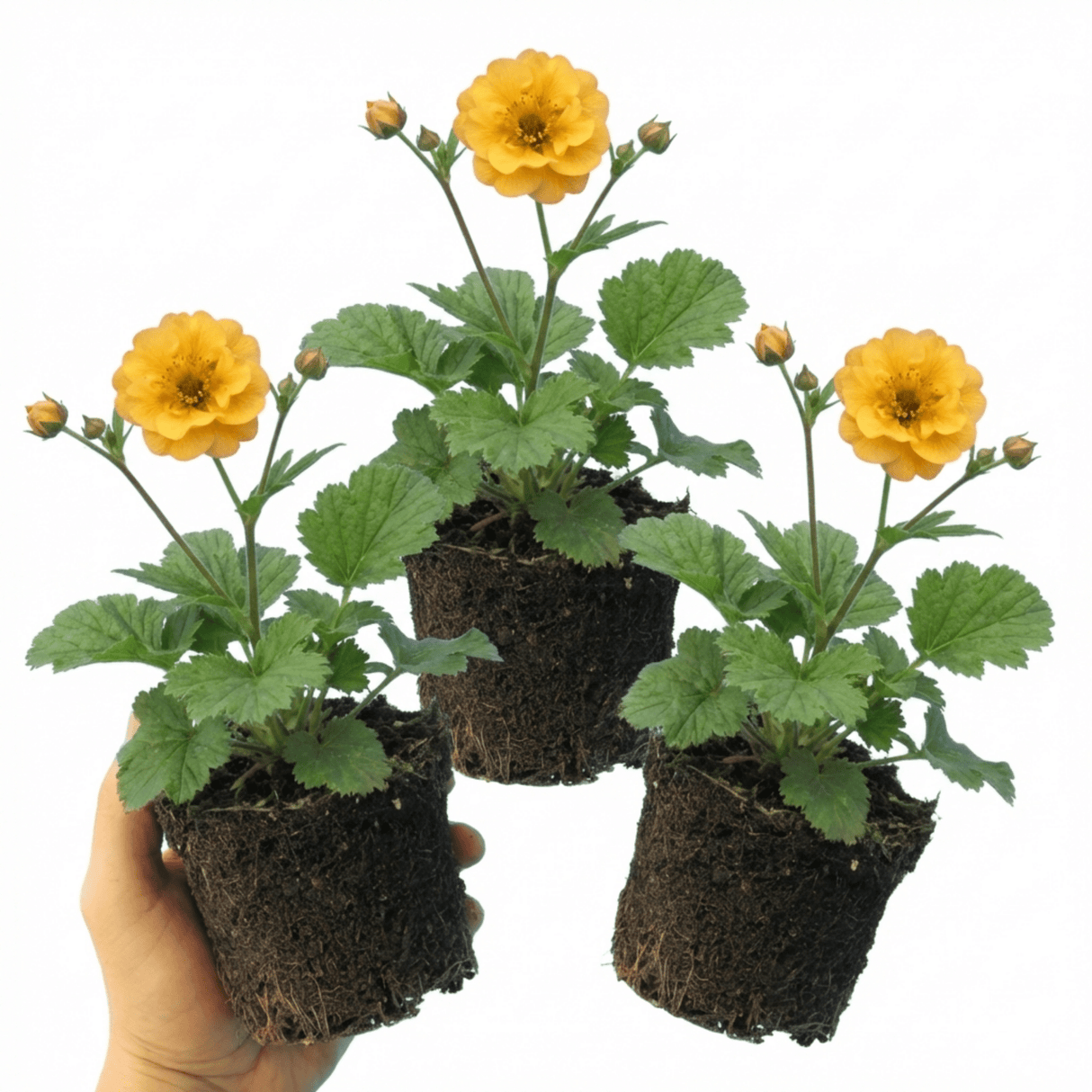 Set of 3 or 6 Geum Lady Stratheden Hardy Perennial Plants, Yellow Summer Flowering, Bee Friendly Cottage Garden Plants, Outdoor Garden Ready, 1 Litre Root-Ball - Frankton's