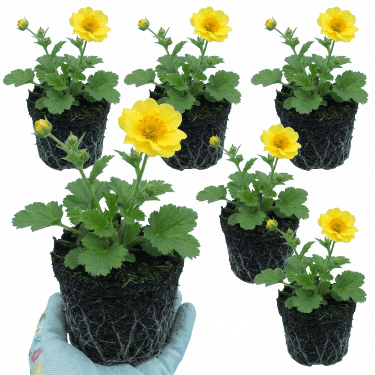 Set of 3 or 6 Geum Lady Stratheden Hardy Perennial Plants, Yellow Summer Flowering, Bee Friendly Cottage Garden Plants, Outdoor Garden Ready, 1 Litre Root-Ball - Frankton's