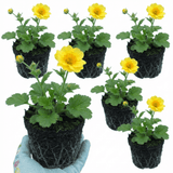Set of 3 or 6 Geum Lady Stratheden Hardy Perennial Plants, Yellow Summer Flowering, Bee Friendly Cottage Garden Plants, Outdoor Garden Ready, 1 Litre Root-Ball - Frankton's