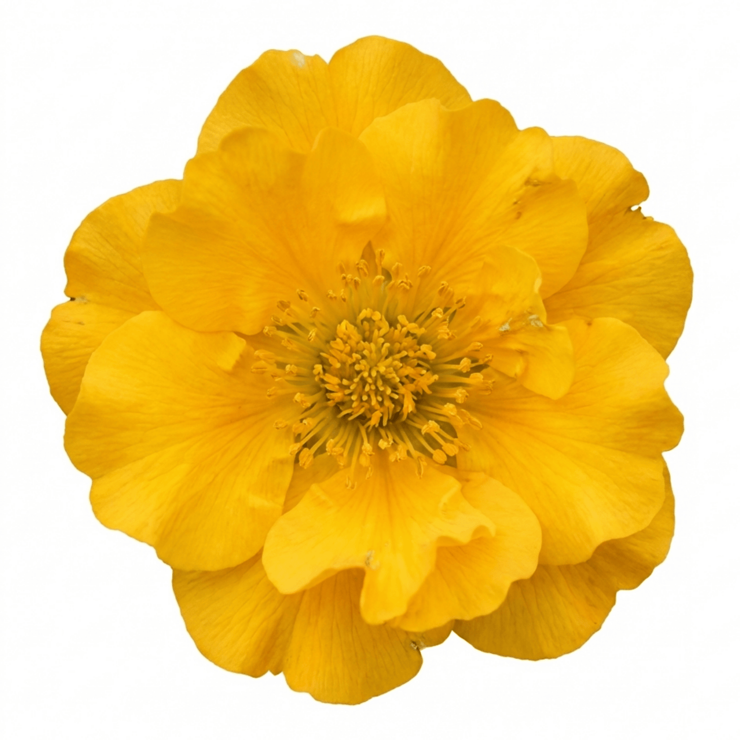 Set of 3 or 6 Geum Lady Stratheden Hardy Perennial Plants, Yellow Summer Flowering, Bee Friendly Cottage Garden Plants, Outdoor Garden Ready, 1 Litre Root-Ball - Frankton's