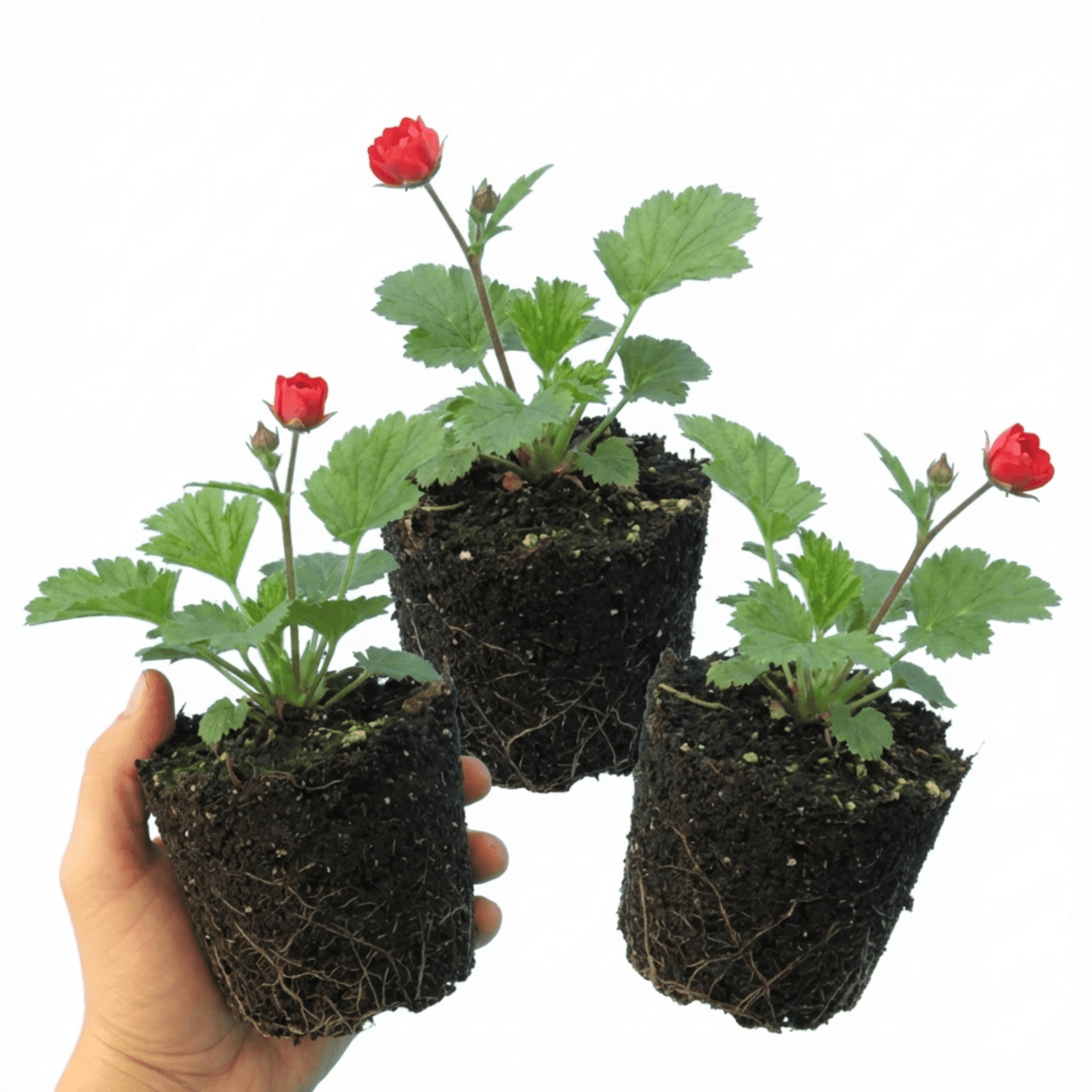 Set of 3 or 6 Geum Mrs Bradshaw Hardy Perennial Plants, Scarlet Red Double Cottage Garden Flowers, Outdoor Garden Ready, 1 Litre Root-Ball - Frankton's