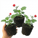 Set of 3 or 6 Geum Mrs Bradshaw Hardy Perennial Plants, Scarlet Red Double Cottage Garden Flowers, Outdoor Garden Ready, 1 Litre Root-Ball - Frankton's