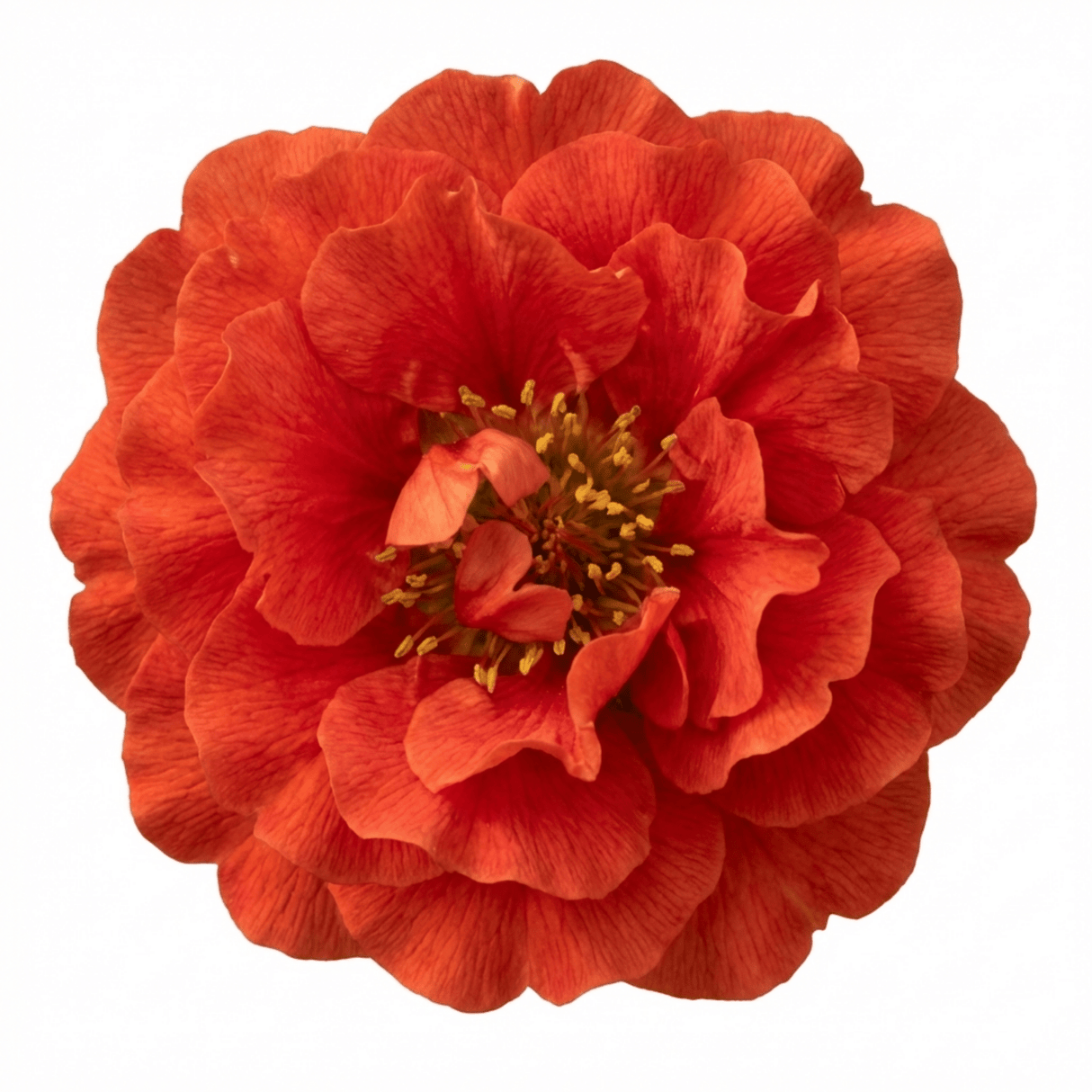 Set of 3 or 6 Geum Mrs Bradshaw Hardy Perennial Plants, Scarlet Red Double Cottage Garden Flowers, Outdoor Garden Ready, 1 Litre Root-Ball - Frankton's